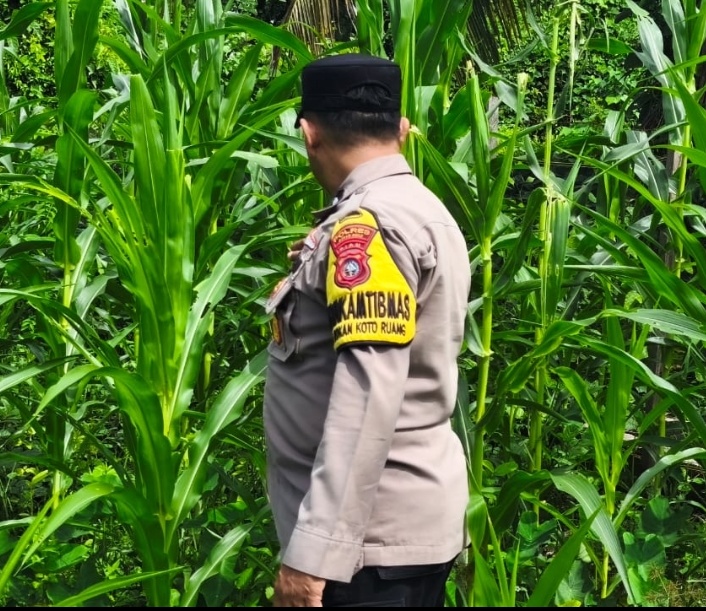 Polsek Rokan IV Koto Kawal Pertumbuhan Jagung Hibrida, Dorong Panen Berkualitas