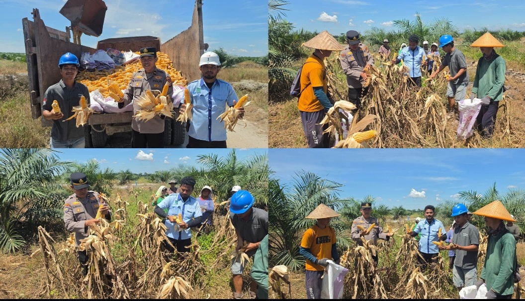 Polsek Tambusai Panen Raya 5 Ton Jagung Sinergi Dengan PT PSA dan Petani