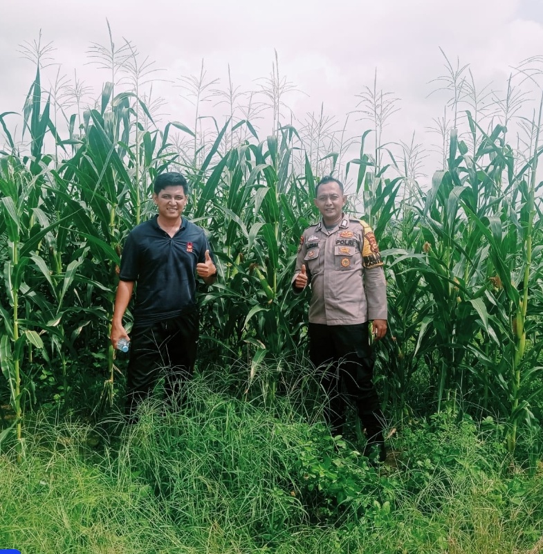 Dukung Swasembada Pangan Polsek Bangkinang Barat di PT SSA2 Ha Barat Cek Lahan Jagung 