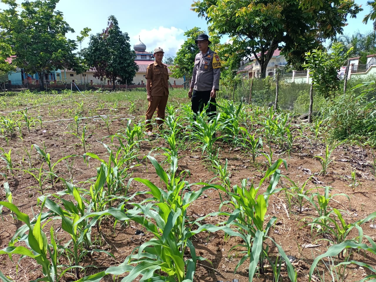 Polsek Rokan IV Koto Pantau Perkembangan Jagung, Dorong Hilirisasi Pertanian dan Swasembada Pangan 