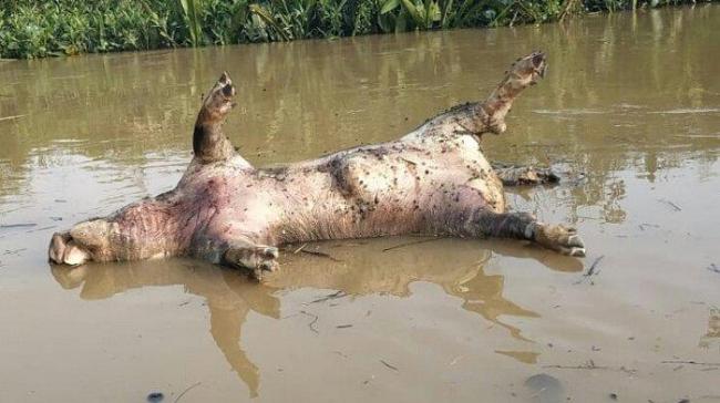 Bangkai babi telah mencemari air sungai di Aceh Singkil Provinsi Aceh