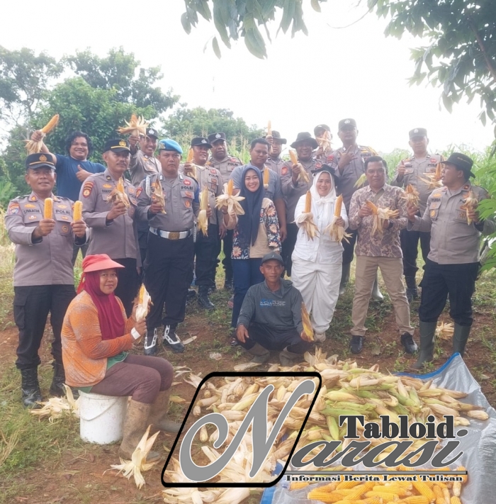 Dukung Ketahanan Pangan Polsek Ujung Batu Gelar Panen Jagung Bersama Warga