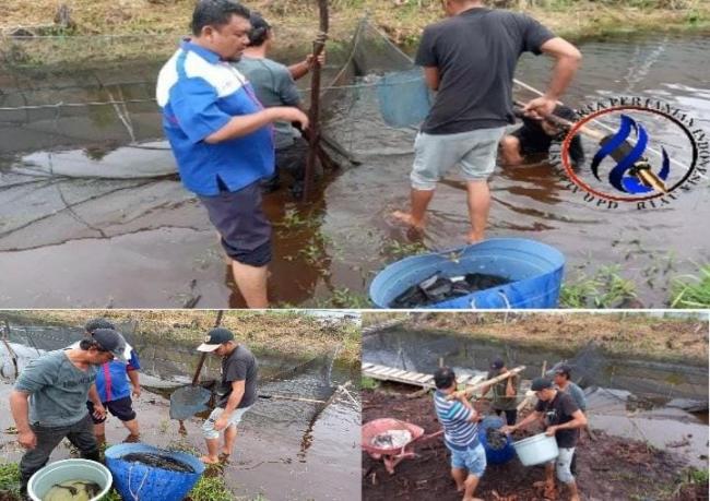 Terapkan Budidaya Lele Keramba, DPP APPI Hasilkan 1 Ton Lebih