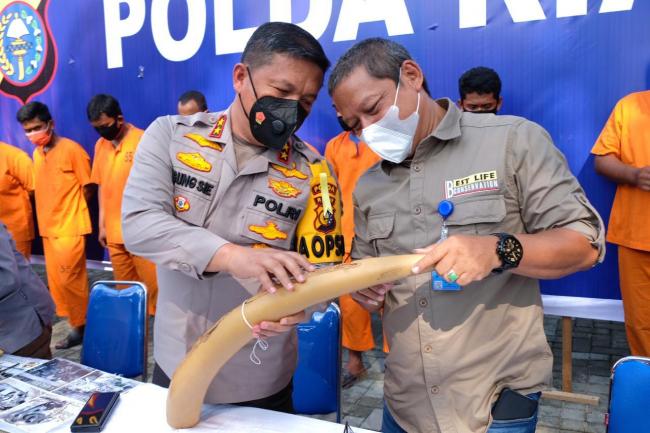 Tangkap Sindikat Perdagangan Gading Gajah, Polda Riau Amankan 3 Pelaku