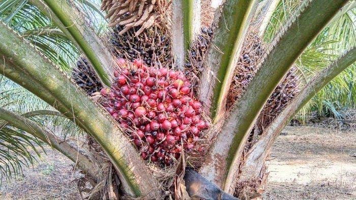 Tertinggi Di Indonesia Harga Sawit Riau