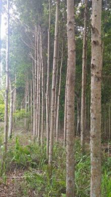 "Pohon Gerunggang" Alternatif Antisipasi Karhutla