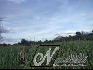 Kapolsek Bangkinang Barat Cek Lahan Jagung Pipil Kuartal I di Desa Salo Timur Dukung Swasembada Pang