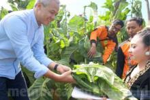 Petani tembakau bakal jadi korban, Ganjar desak Pemerintah kaji kenaikan cukai rokok