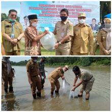 Pemda Kuansing Lakukan Penyebaran Benih Ikan Baung Di Sungai Kuantan