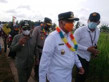 Wagubri Hadiri Panen Raya Padi Bebas Residu di Kuala Kampar