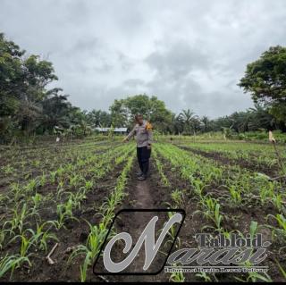 Kawal Program Ketahanan Pangan Nasional, Polsek Bonai Darussalam Pantau Pertumbuhan Tanaman Jagung d