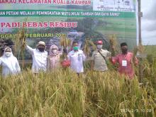 CV. Kuala Raja Distributor Pupuk Bersubsidi Menggelar Panen Raya Bebas Residu di Kuala Kampar