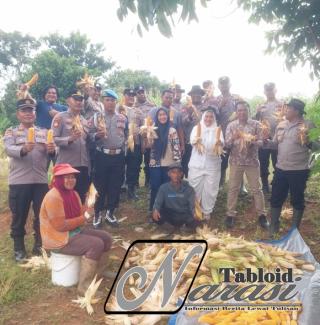 Dukung Ketahanan Pangan Polsek Ujung Batu Gelar Panen Jagung Bersama Warga