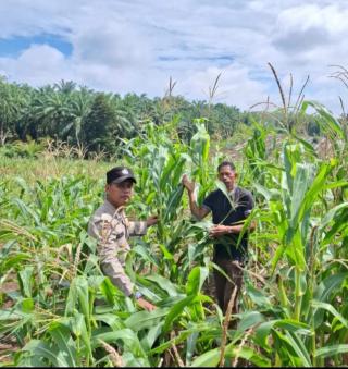 Dari Mapolsek ke Ladang: Brigpol Julherman Dampingi Petani Rawat Jagung