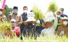 Kabupaten Kampar Targetkan Tanam Padi Seluas Enam Ribu Hektar Ditahun 2021