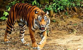 Pekerja Hampir Tewas Diterkam Harimau Saat Bekerja di PT SPA Inhil